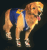 Buddy/Air-Bud